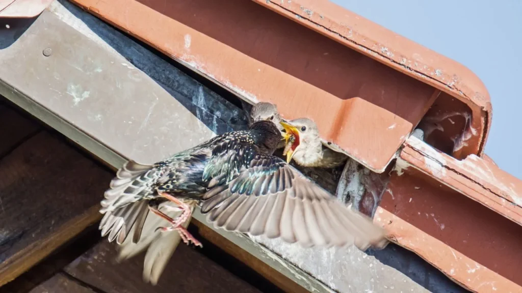 How to Get Rid of Nuisance Birds: Easy & Effective Solutions