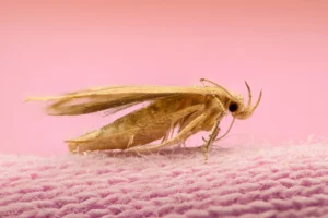 Clothes Moth Control - Clothes Moth On Fabric - Hortilinks International