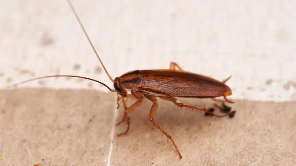 Cockroach Control - Cockroach Control 1 - Hortilinks International