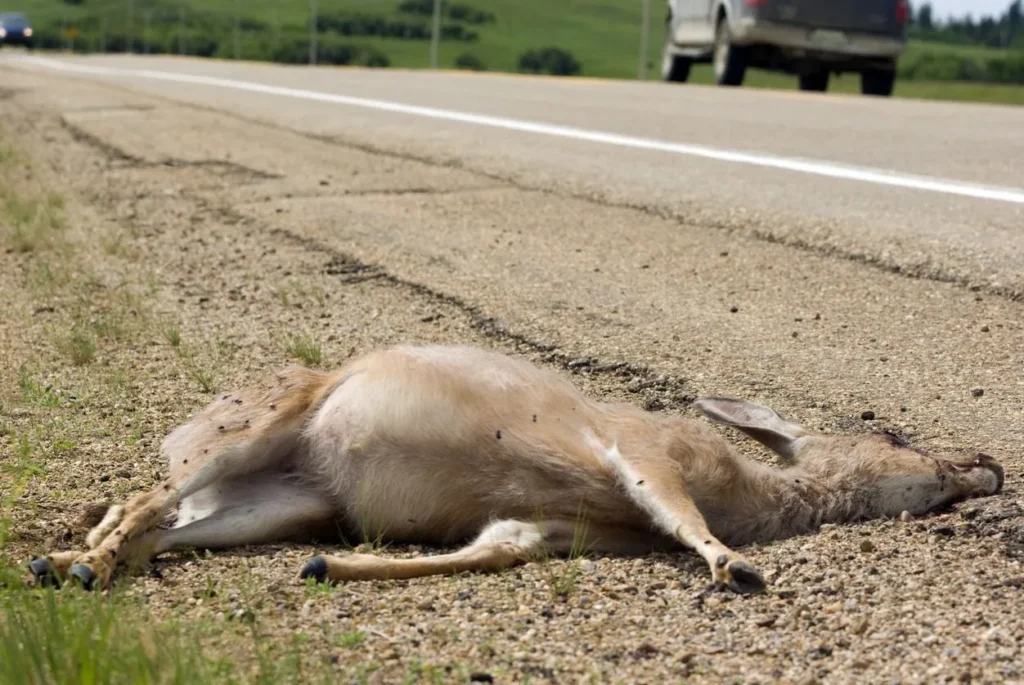 Dead Animal Removal Near Me - Dead Animal Removal - Hortilinks International