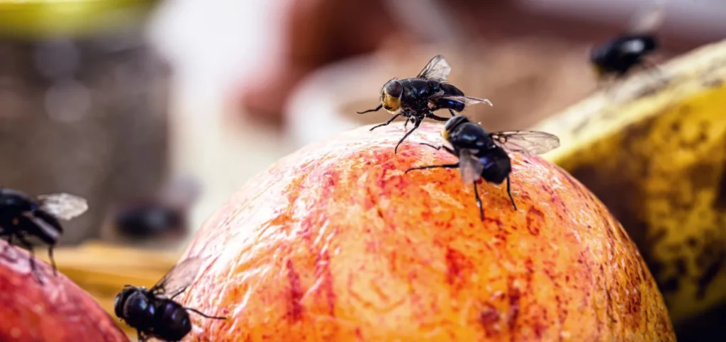 Flies Control - Flies On Apple - Hortilinks International