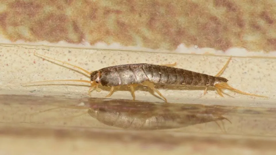Bed Bug Control - Pest Silverfish 2 - Hortilinks International
