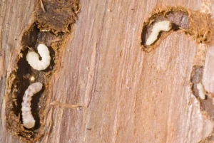 Wood Worms Control - Woodworm Beetle Larvae - Hortilinks International