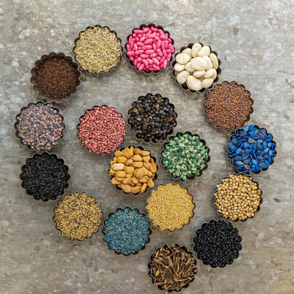 Seed Links Quality Seeds Division - Quality Seeds1 - Hortilinks International